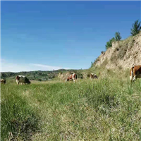 天然生态养殖肉牛好牛