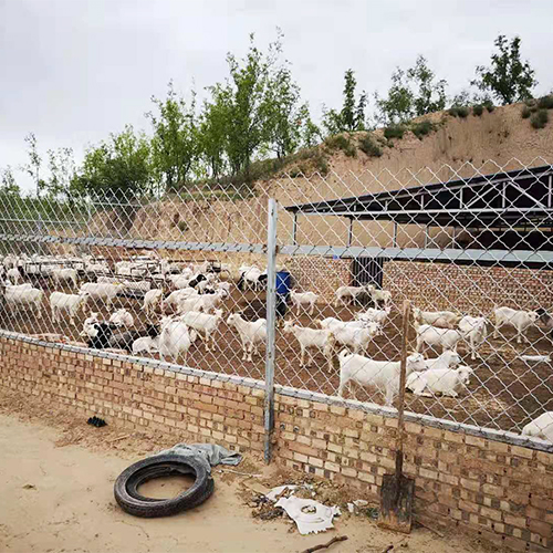 正规养殖健康放心肉羊
