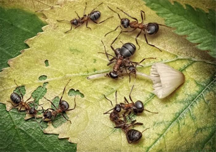 威海灭蚂蚁公寓除四害