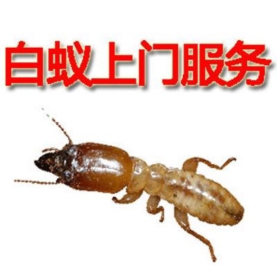 莱芜灭蚂蚁医院除四害