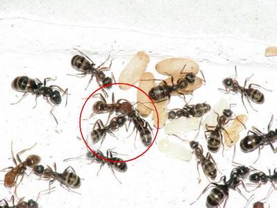 泰安灭蚂蚁家庭白蚁防治