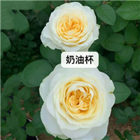 云南月季