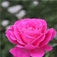 云南月季花基地