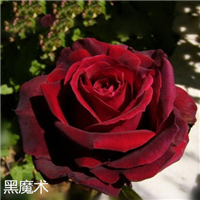 斗南花卉基地