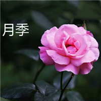 云南月季批发基地