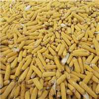鲜玉米农家粮食健康