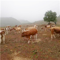 生态养殖场肉牛健康