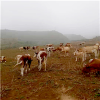细心养殖天然放心生态肉牛