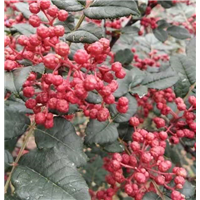 新鲜无污染花椒