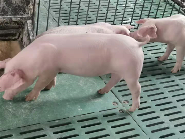 新鲜猪肉