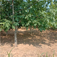核桃树