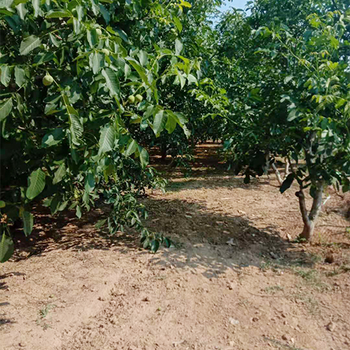 核桃树