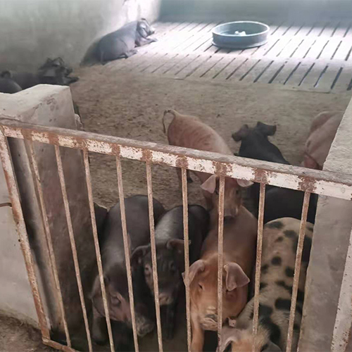 生猪养殖