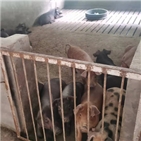 生猪养殖