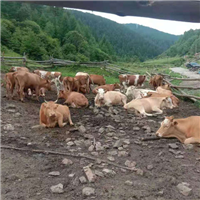肉牛的养殖