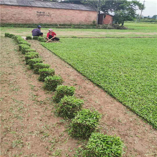 惠州大叶油草a广东大叶油草