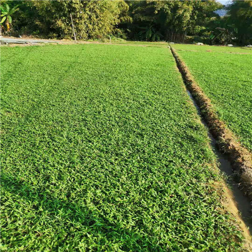 肇庆大叶油草价格a肇庆大叶油草