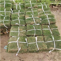 肇庆台湾草价格a肇庆台湾草卷