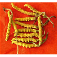 沈阳冬虫夏草回收