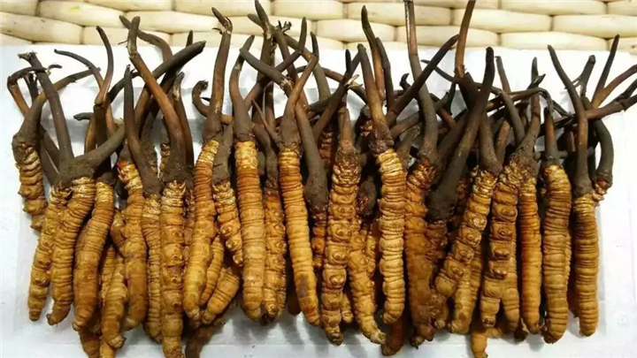 广州虫草回收