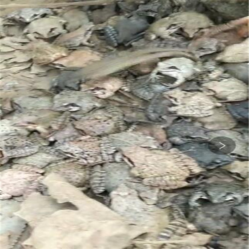 山东林蛙养殖基地