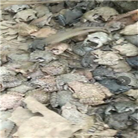 山东林蛙养殖基地