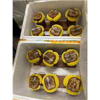 广西台湾黄金芝菌种