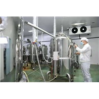 广西台湾黄金芝菌种批发