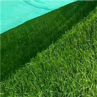 云南山体绿化