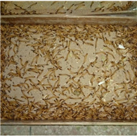 梅州蛋白虫养殖技术