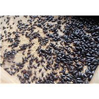 汕头哪里有大麦虫种苗出售