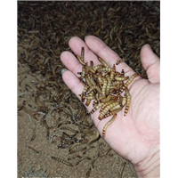 大麦虫养殖技术