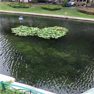 南宁水生植物