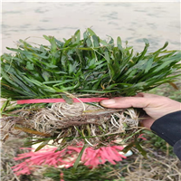 南宁水生植物3