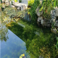 南宁水生植物1