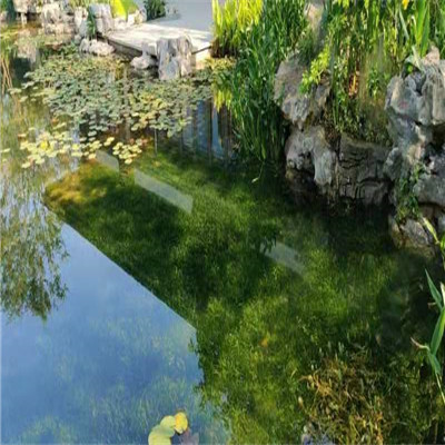 南宁水生植物1