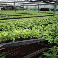 苹果粉香蕉种苗