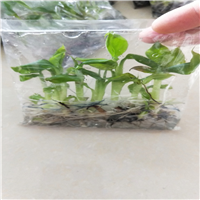 广东香蕉苗