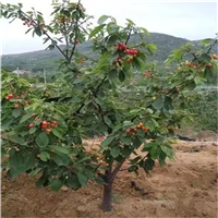 北京果树基地都有哪些品种