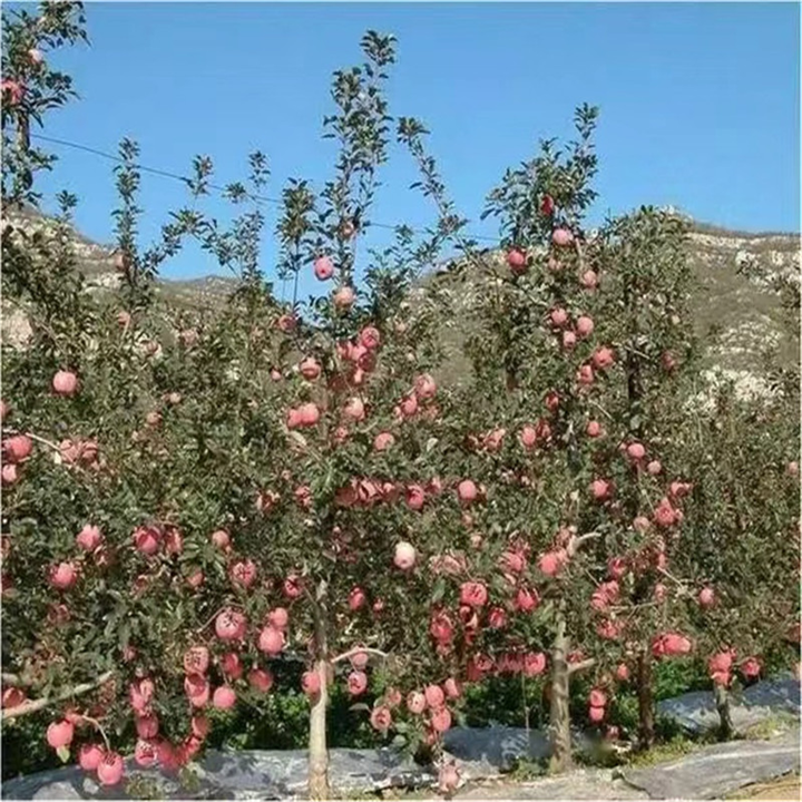 北京苹果树要怎么管理