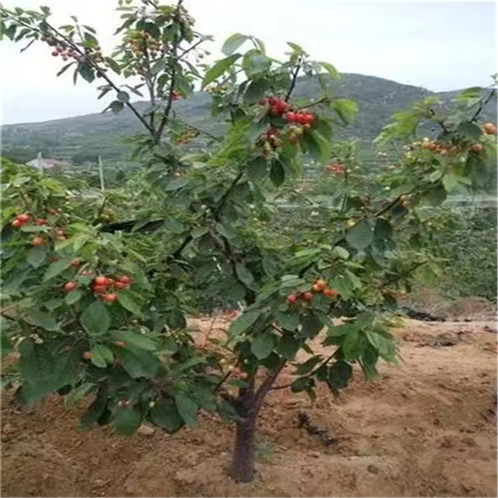 北京果树基地都有哪些品种