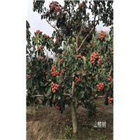 北京山楂树
