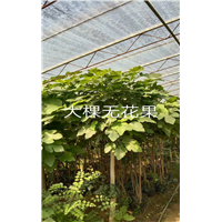 北京无花果