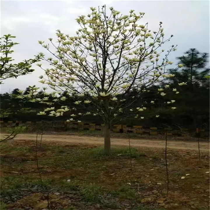 北京梨树苗的栽培特点有哪些