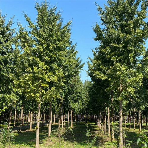 砀山银杏树