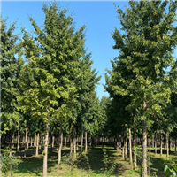 砀山银杏树