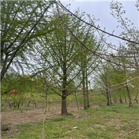砀山银杏树