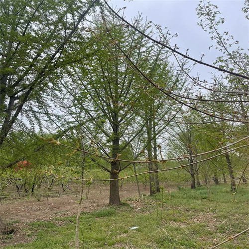 砀山银杏树