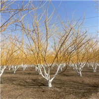 砀山银杏树