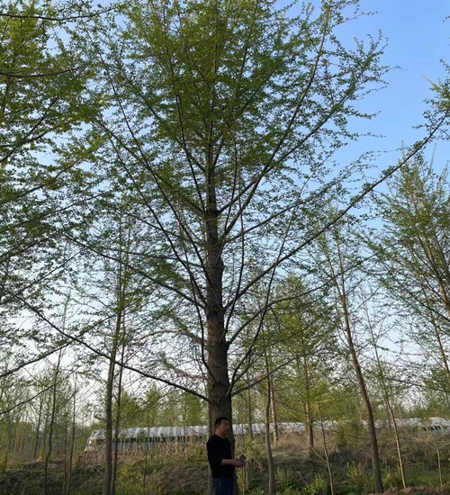 安徽砀山银杏基地